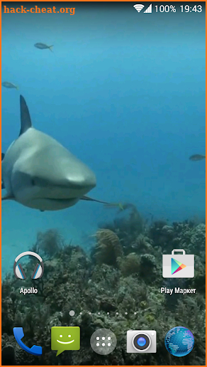 Sharks. Video Wallpaper screenshot