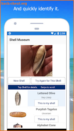 Shell Museum: Identify Shells screenshot
