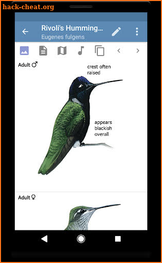 Sibley Guide to Hummingbirds screenshot