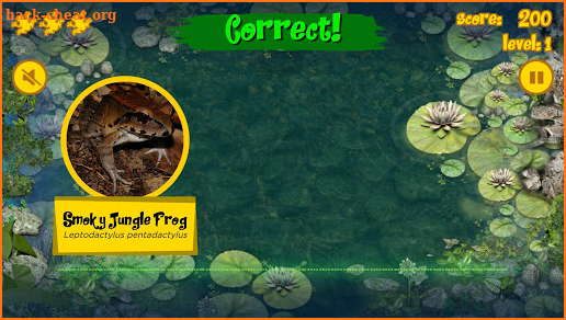 Singing Frogs screenshot