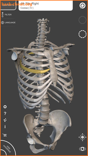 Skeleton | 3D Anatomy screenshot