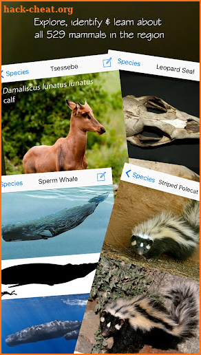 Stuarts' SA Mammals 5th Ed screenshot