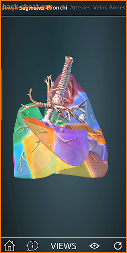 Surgical Anatomy of the Lung screenshot