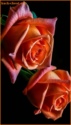 Sweet love flowers, Roses Live Wallpapers, GIF/4K screenshot
