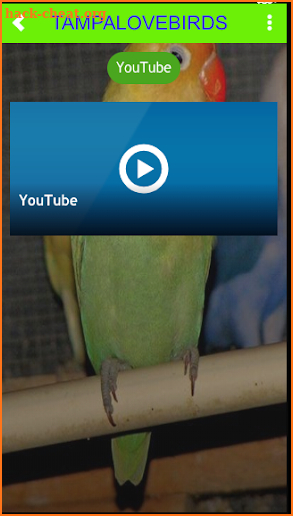 TAMPALOVEBIRDS screenshot