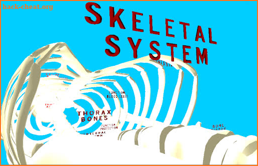 The Human Skeleton VR screenshot