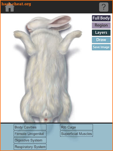 The Visible Bunny screenshot
