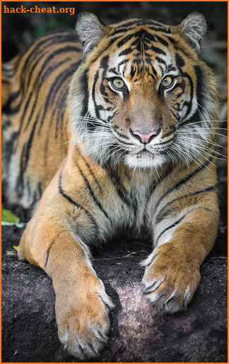 Tiger Live Wallpaper screenshot