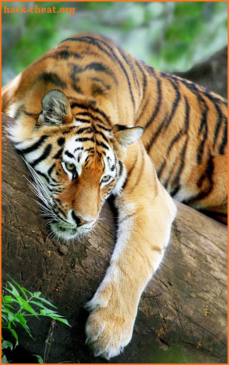 Tiger Live Wallpaper screenshot