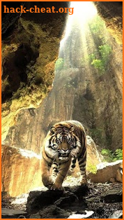 Tigers Live Wallpaper screenshot