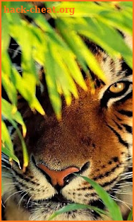 Tigers Live Wallpaper screenshot