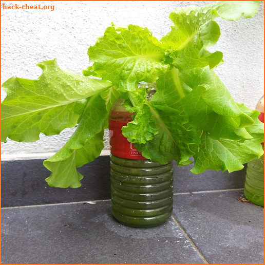 tips cara budidaya tanaman hidroponik dengan botol screenshot
