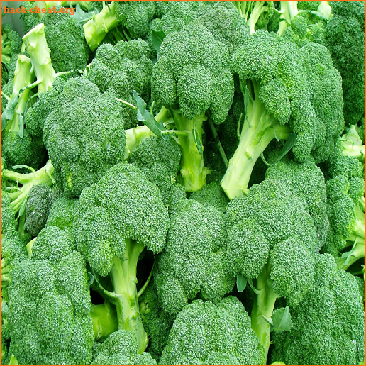 tips cara menanam brokoli hidroponik sederhana screenshot