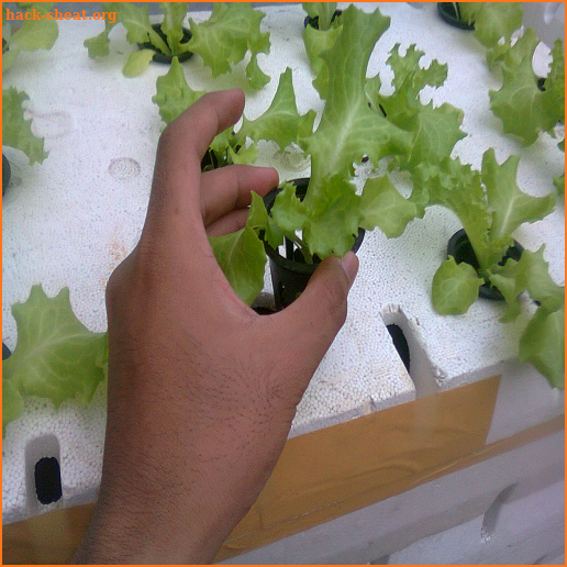 tips cara menanam selada hidroponik yang sederhana screenshot