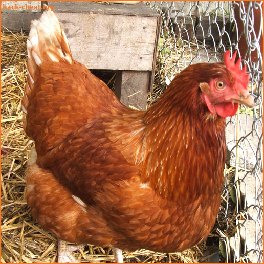 tips cara meningkatkan produksi ayam petelur screenshot