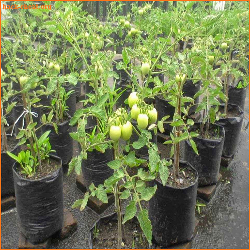 tips cara praktis menanam tomat dalam pot screenshot