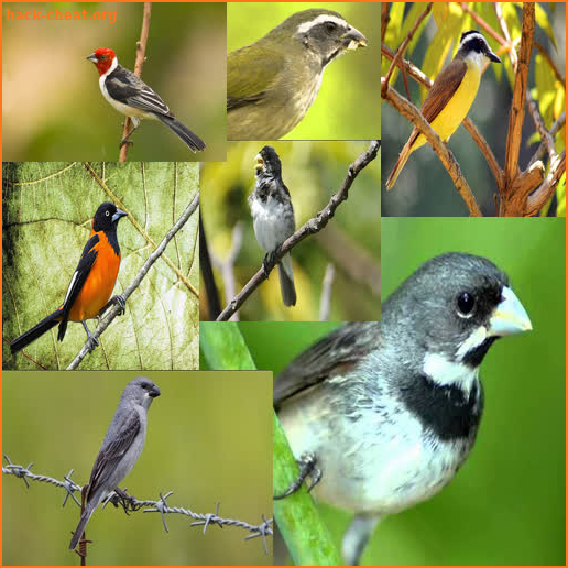 Todos Cantos Pássaros Brasileiros screenshot