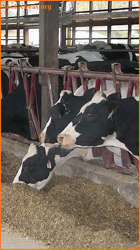 Tri-State Dairy Nutrition Conf screenshot