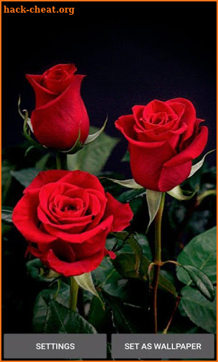 Valentine Red Roses LWP screenshot