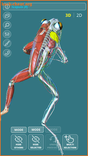 Visual Anatomy 3D - Frog screenshot