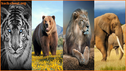 Wild Animal Wallpaper 4K screenshot