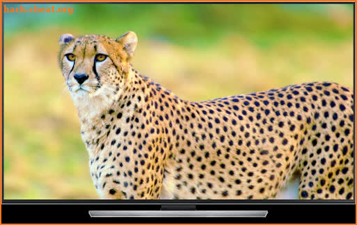 Wild Animals for Chromecast TV screenshot