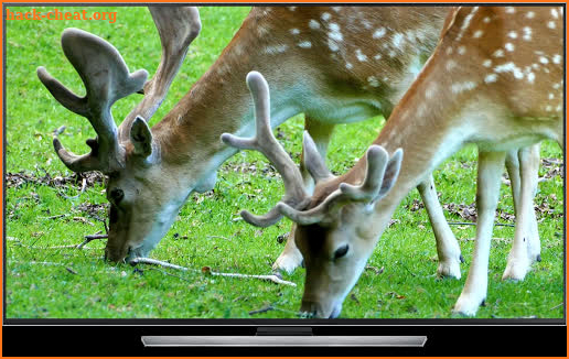 Wild Animals for Chromecast TV screenshot