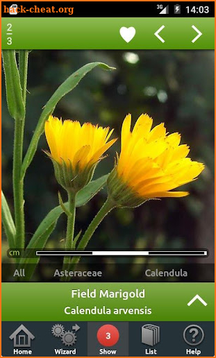 Wild flowers screenshot