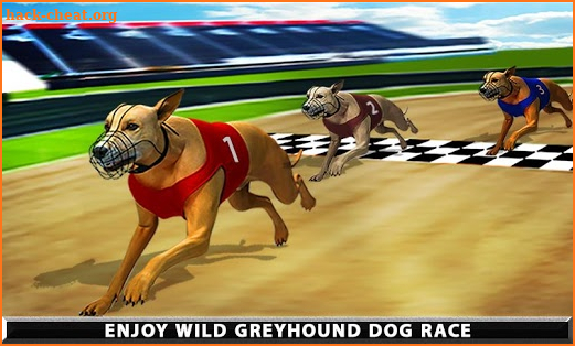 Wild Greyhound Dog Racing screenshot