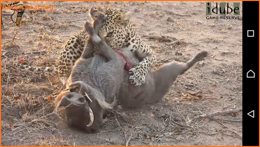 Wildlife - animal attacks videos screenshot