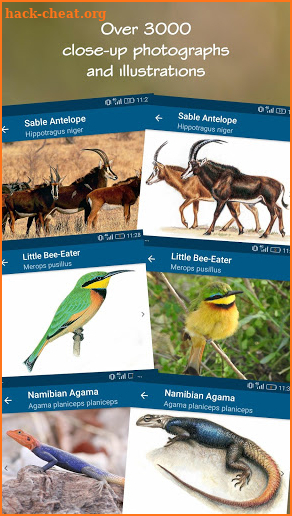 Wildlife Southern Africa screenshot