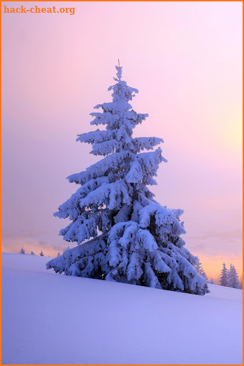 Winter Wallpaper HD : backgrounds & themes screenshot