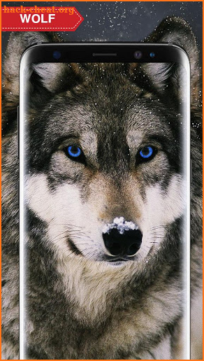 Wolf Wallpaper Live HD screenshot