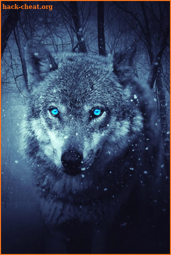 Wolf wallpapers - hd animal wallpapers screenshot