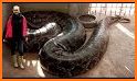 Snake Videos related image