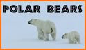 Polar Bear Cub for kids 3-5 related image