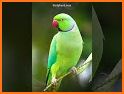 Animal Ringtones - Animal Wallpaper Bird Ringtones related image
