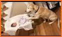 Baby Pet Labrador Care Puppy Nanny Daycare related image
