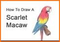 Scarlet Macaw Pictures related image