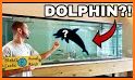 Virtual Pet Dolphin related image