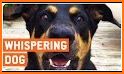 Dog Translator - Dog Whisperer related image