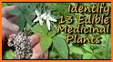Edible and Medicinal Plants - Offline Plant Guide related image