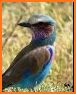 Birds of Zambia related image