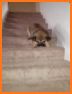 Hoppy Stairs related image