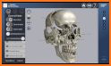3D Skull Atlas related image