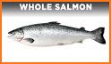 Good Salmon related image