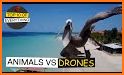 Bird vs. Drone related image