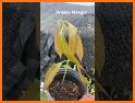 Droppy Fruits related image