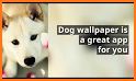 Wallpaper Dog Collection related image