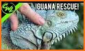 Green Iguana Rescue related image